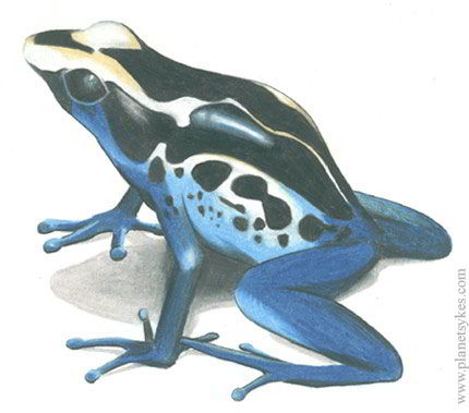Illustration